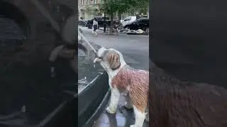 Berczy Park Dog Fountain - Toronto