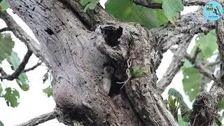 White rumped Falcons, night roosting behavior