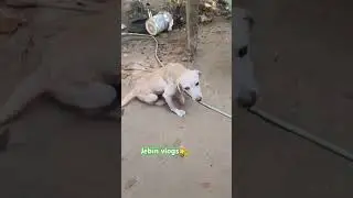 #dog #bonding #emotional #trending #viralvideo #labrador #doglover #pets #lab #labradorretriever 💞💞💞