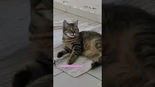 Gatinha Belinha conta um pouco de sua hist&oacute;ria.