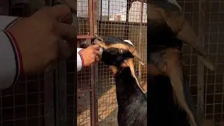 Why is it necessary to give liver tonic after deworming? #rooftop #goat #farm #animals #earn #dew...