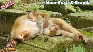 Brandi cheat steal Rose milk! Poor baby Brandi walk comfort mom Rose for get warm back by sweet hug
