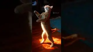 cat dance video save animal love ye hmare bhrose h en ko bechao #animals #animalshorts #catshorts