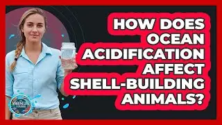 How Does Ocean Acidification Affect Shell-Building Animals?