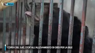 Corea del Sud, stop all'allevamento di orsi per la bile