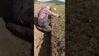 CHYT&Aacute;ME HRABO&Scaron;E POLN&Iacute;