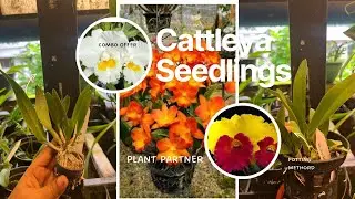 Cattleya Seedlings Combo Offer || Potting Method || Cattleya Orchids || Plant Partner