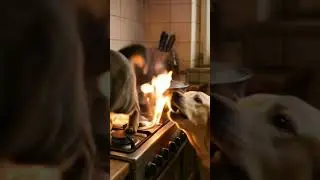 Kitchen Fire Scare! Dog&rsquo;s Shocked Reaction Save the Animals#funny #tabbycat #shorts #shortclips