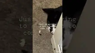 &ldquo; #runaway &ldquo; #cat #cats #dog #dogs #BeSafe #INeedToGetOutMoreMan #DoNotDo #therian #theriantropy