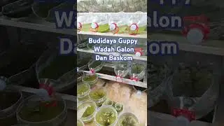 Gampang ternak Guppy wadah galon , baskom dan keranjang buah. #guppy #ikan #guppyfish