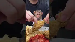 Rescue baby monkey #monkey#pet#rescue#rescueanimals#animals#shortvideo#shorts
