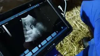 Pig pregnancy scanning using the ScanX ultrasound machine