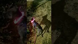 Nightwalk on a yellow floor 🌼🐕🐾🌒