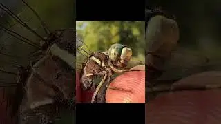 Catching insects in the gardengot Betta fish Etruscan shrew Millipede grasshoppe frog 088