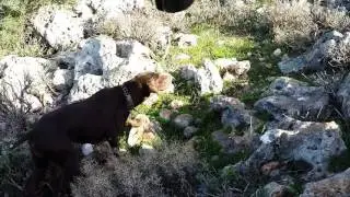 stella points on 3 quail!!! quail hunting in Lebanon