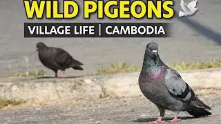 Lovely Wild Pigeons | Peaceful Village Life in Cambodia #video #viral 