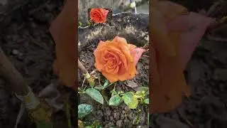 orange rose types of roses love day near me valentine day year 💐💖#valentinesday #viral #valentine