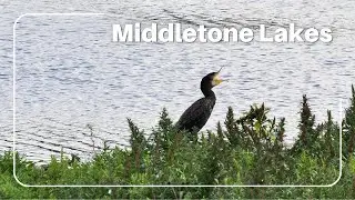 Birdwatching at Middletone Lakes | Stunning Wildlife in the UK