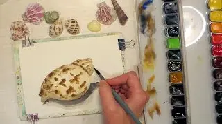 How to Paint a Simple Seashell // Beginner Watercolor Tutorial