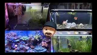 TODOS MIS ACUARIOS DESPUES DE UNA LARGA AUSENCIA||||||😎🐟🐠🐡