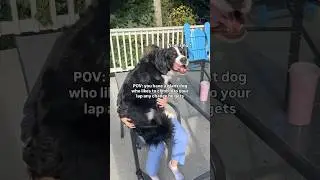The world&rsquo;s biggest lap dog at it again 🥹🐾 #lapdog #bernesemountaindog #cutedog #cuddlydog