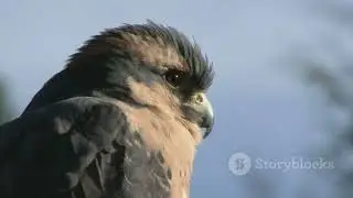 Soar High:  The Amazing World of Flying Animals #FlyingAnimals #BirdMigration #Evolution #Wildlife