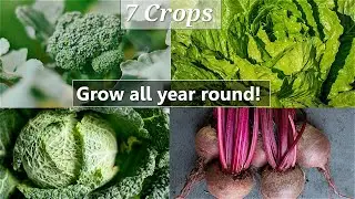 7 plants that grow all-year round!