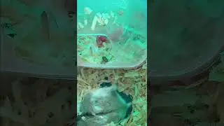 Welcome to the world Baby Winter #hamsterlucu #hamsterwinter #pets