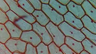 Microscope - Full HD - Onion Epicers 4x|10x|40x
