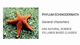 PHYLUM ECHINODERMATA-General