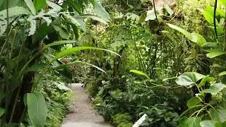 Sleep Well With A Jubilant Jungle Evening, 1 Hour