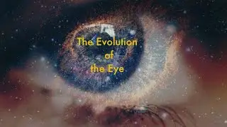 The Evolution of the Eye