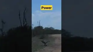 ঈগলের শিকার কতটা ভয়ংকর #shorts #viral #shortitem
