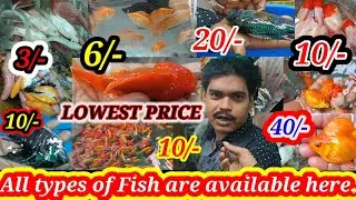 Booking closed🙏Ornamental fish farming & price in india🐟All type aquarium fish available this farm🐟