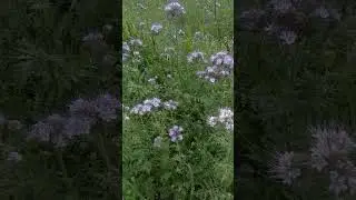 #facelia #błękitna #blue #phacelia #ogr&oacute;d #garden #kwiaty #flower @Inzynier_Kris