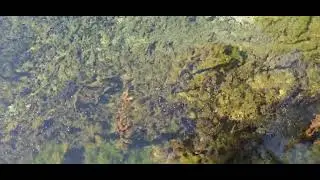 Weird black bugs swimming in the Springs.