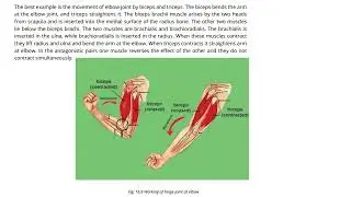 Arrangement of Skeletal Muscles and Movement of Bones(Biceps and Triceps)| Class 12 Biology