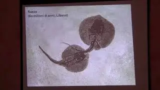 Geologia e Paleontologia. Luigi Sanciu racconta i fossili in Sardegna: miti e curiosità dal passato.