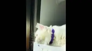 cat dozing #cat#cute#funnyanimals