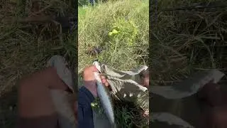 បបក់ត្រីជិតក្រុងភ្នំពេញ