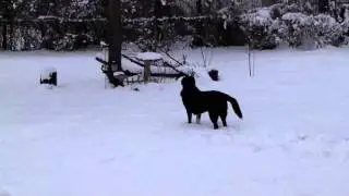 BoBo Snow Roll - Snow Day Dogs