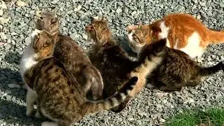 Daily dose of cat videos, cats and kittens fighting (NO!!, BAD KITTIES!!!)