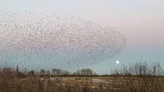 Mesmerising Murmuration Dances In Front of Rising Wolf Moon