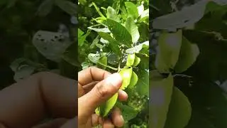 Arjun tree ka Fal | Sabse jada Oxygen dene wala Tree Arjun Tree hai #Arjuntree #nature #tree #viral