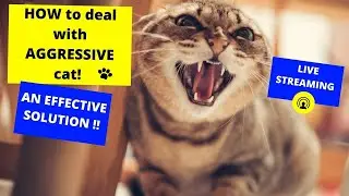 HOW to deal with AGGRESSIVE cat AT HOME/ AN EFFECTIVE SOLUTION!!