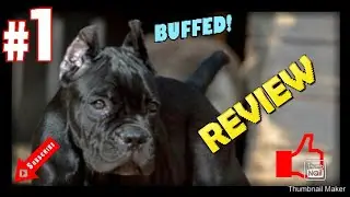 Cane Corso 101! Everything You Must Know About Owning a Cane Corso Puppy