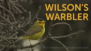 Wilson's Warbler