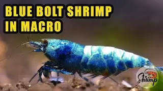 The most beautiful blue aquarium shrimp - Cinematic 4K #macro #aquarium
