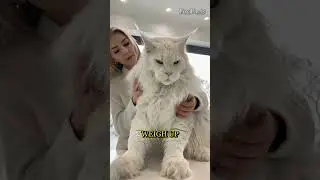 This Fluffy Giant Is Actually a Cat?! 🐱Meet the Maine Coon 🐾