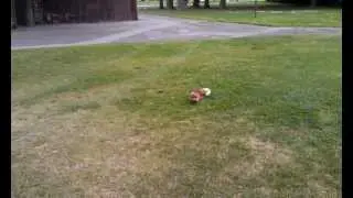 Messi Dog! #fighttheflop